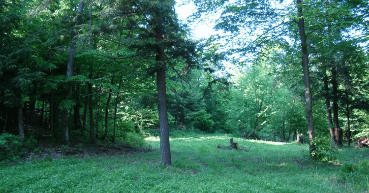 10 Keys to the Poor Man’s Food Plot